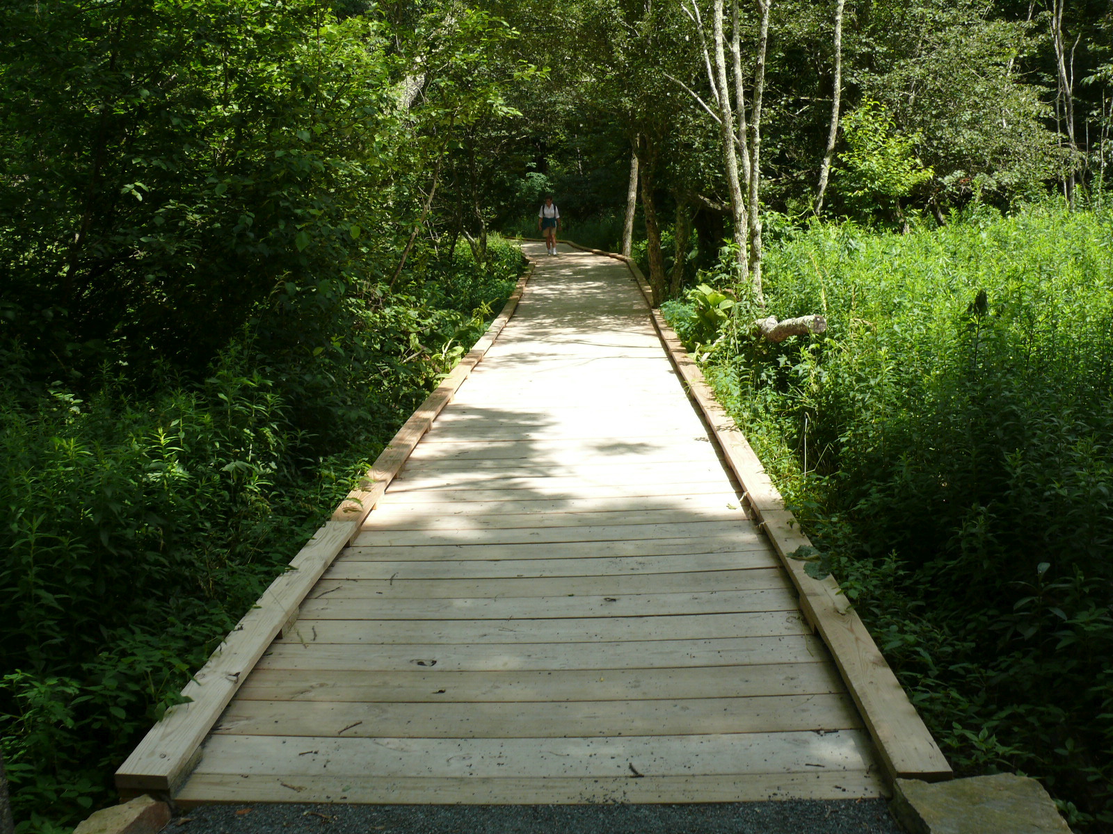 A Timberlost ösvény